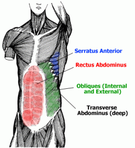 abdominals-anatomy